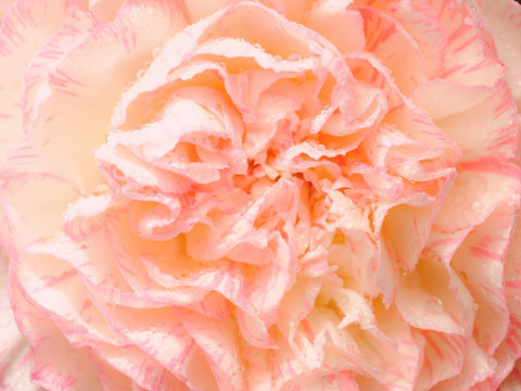 Top view and close up image on pink carnation on black background