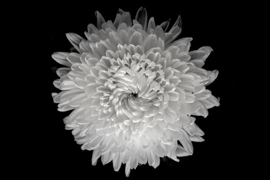 Chrysanthemum on black background, black and white color