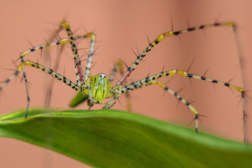 Oxyopes javanus Throll (Lynx spider)