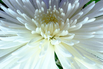 Close up on a white chrysanthemum
