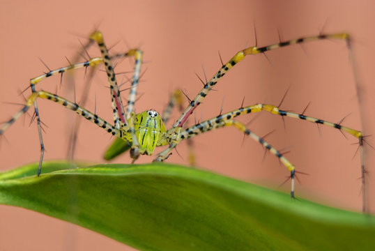 Oxyopes javanus Throll (Lynx spider)