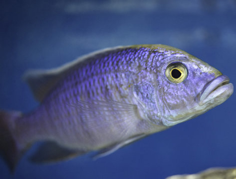 blue small fish in aquarium close look