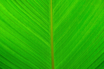 Green leaf texture.