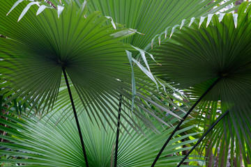 Nature green leaves in the garden. Nature concept.