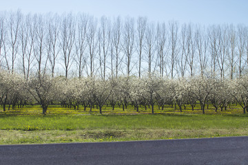 Rows of cherry blossoms and taller trees in background with road in foreground.  Farmers cherry orchard in michigan with copyspace.