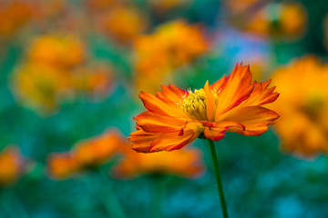 orange flowers.