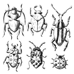 Hand drawn sketch beetles set