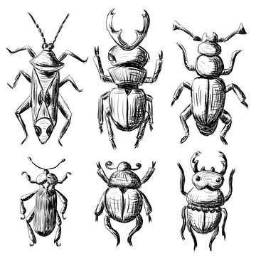 Hand drawn sketch beetles set