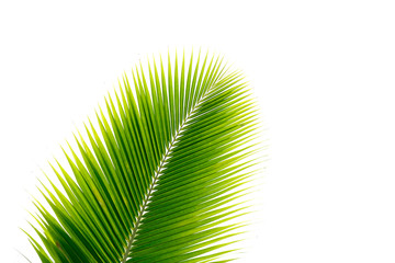 Coconut leaves on white background.