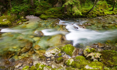 torrente montano nel sottobosco