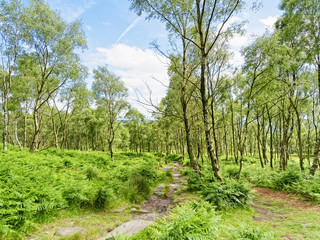 In the Peak District a well worn path from Surprise View winds over smooth rocks past slender silver birch trees and tall, lush ferns.