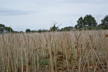 L'arbre mort de l'autre côté du champ 2