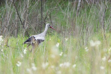  Stork among the field flora
