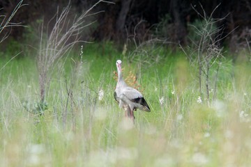  Stork among the field flora