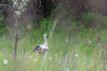  Stork among the field flora