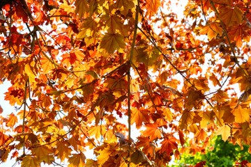 Orange Maple Leaves