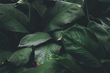 Nature green leaves in the garden. Nature concept.