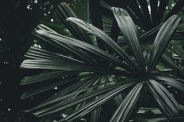 Nature green leaves in the garden. Nature concept.