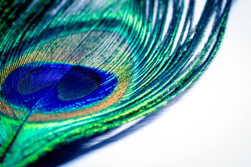 Fototapeta premium feather peacock on a white and copy space texture background. Concept of peace