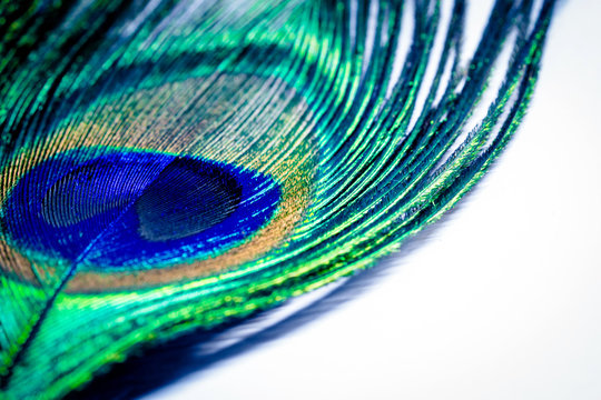Fototapeta feather peacock on a white and copy space texture background. Concept of peace