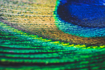 Fototapeta premium Detail close up of peacock feather eye