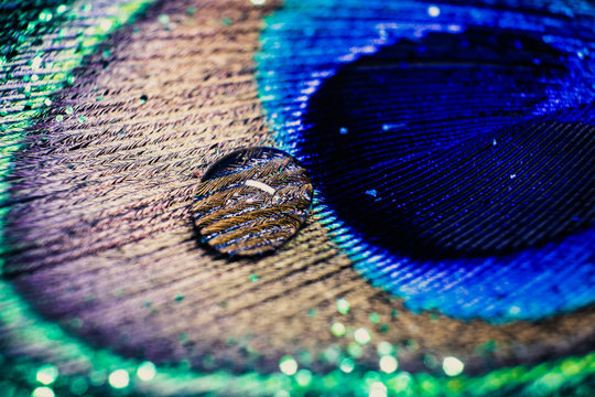 Fototapeta Colorful feather peacock with water drops and lights bokeh. Concept of peace