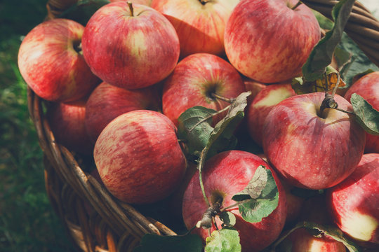 Basket with apples harvest on grass in garden, top view