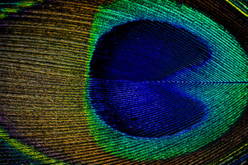 Fototapeta premium Detail close up of peacock feather eye
