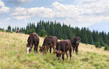 Brown calves on meadow in mountains on background of cloudy sky