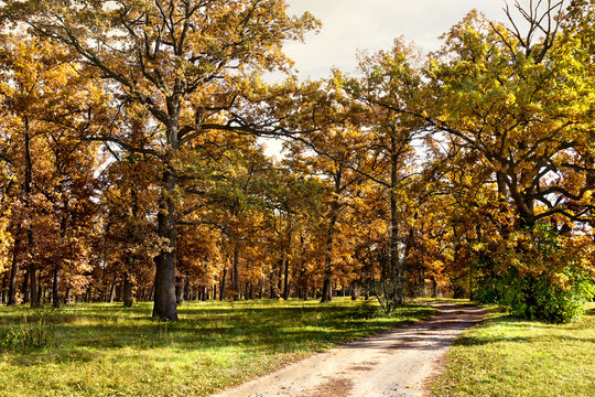 Path in autumnal oak forest. Oak (Quercus robur. Commonly known: English oak, pedunculate oak or French oak)