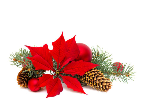 Christmas decoration. Flower of red poinsettia (Euphorbia pulcherrima), branch christmas tree, christmas balls and cones spruce on white background with space for text