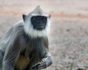 Grauer Sri Lanka Langur frisst Reis