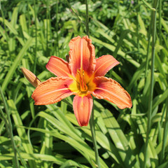 Brilliant orange flower