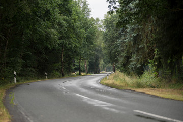 Street Road through the Forest