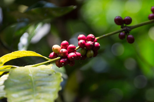 Luwak Kaffee