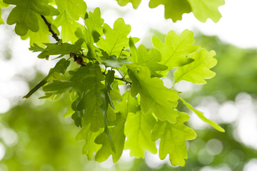 Fototapeta na wymiar Fresh green oak tree leaves over white