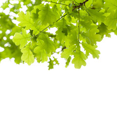 Fototapeta na wymiar Green oak tree leaves over white background