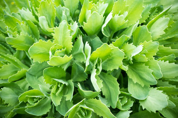 Green leaves background, close-up photo