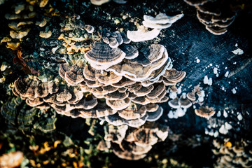 mushrooms families on old sawed wood trunk