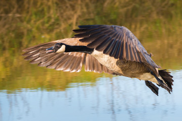 greater canada goose flying