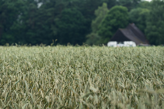 wheatfield and a house