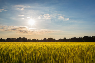 Fields of gold