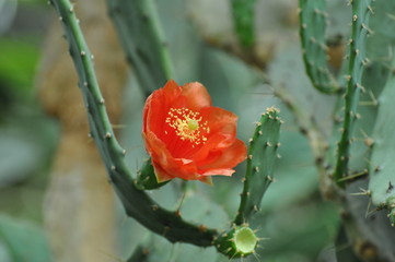 Kwitnący kaktus