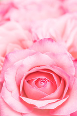 Rose Rosa Blüte Makro