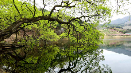 South Korea. Spring of green Gyeongsan-si bangogji