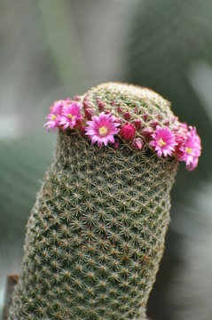 melocactus glaucescens Melocactus glaucescens  Cyprus Cactus