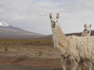 lama © Rick