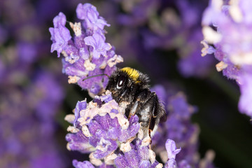 Bumblebee (Bombus) on lavender (Lavandula) - Macro shot