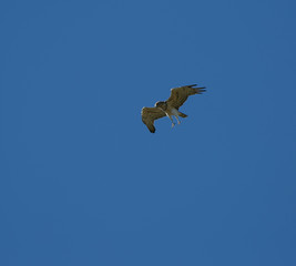 Buteo buteo flying