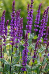 Fototapeta premium Tło lub tekstura Salvia nemorosa 'Caradonna' w Country Cottage Garden w romantycznym stylu rustykalnym.